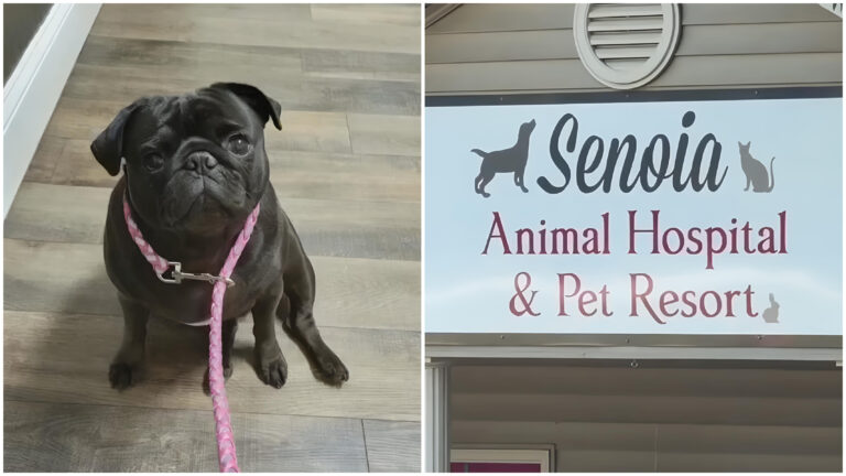 FAMILY SAYS VET KEPT THEIR PUG ALIVE AFTER PAID EUTHANASIA