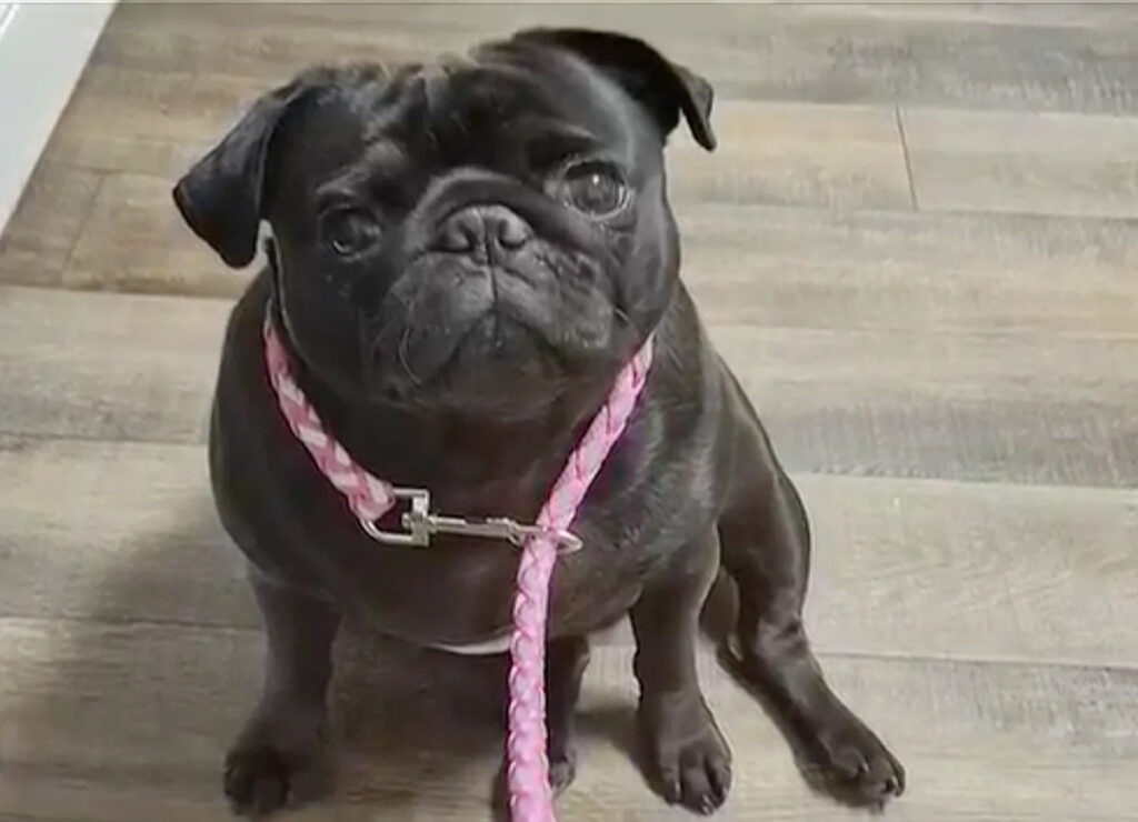 Vet Kept Pug Alive After Family Paid for Euthanasia